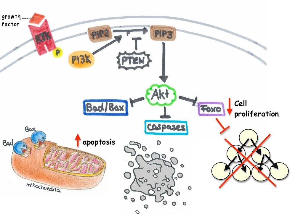 PI3K AKT pathway