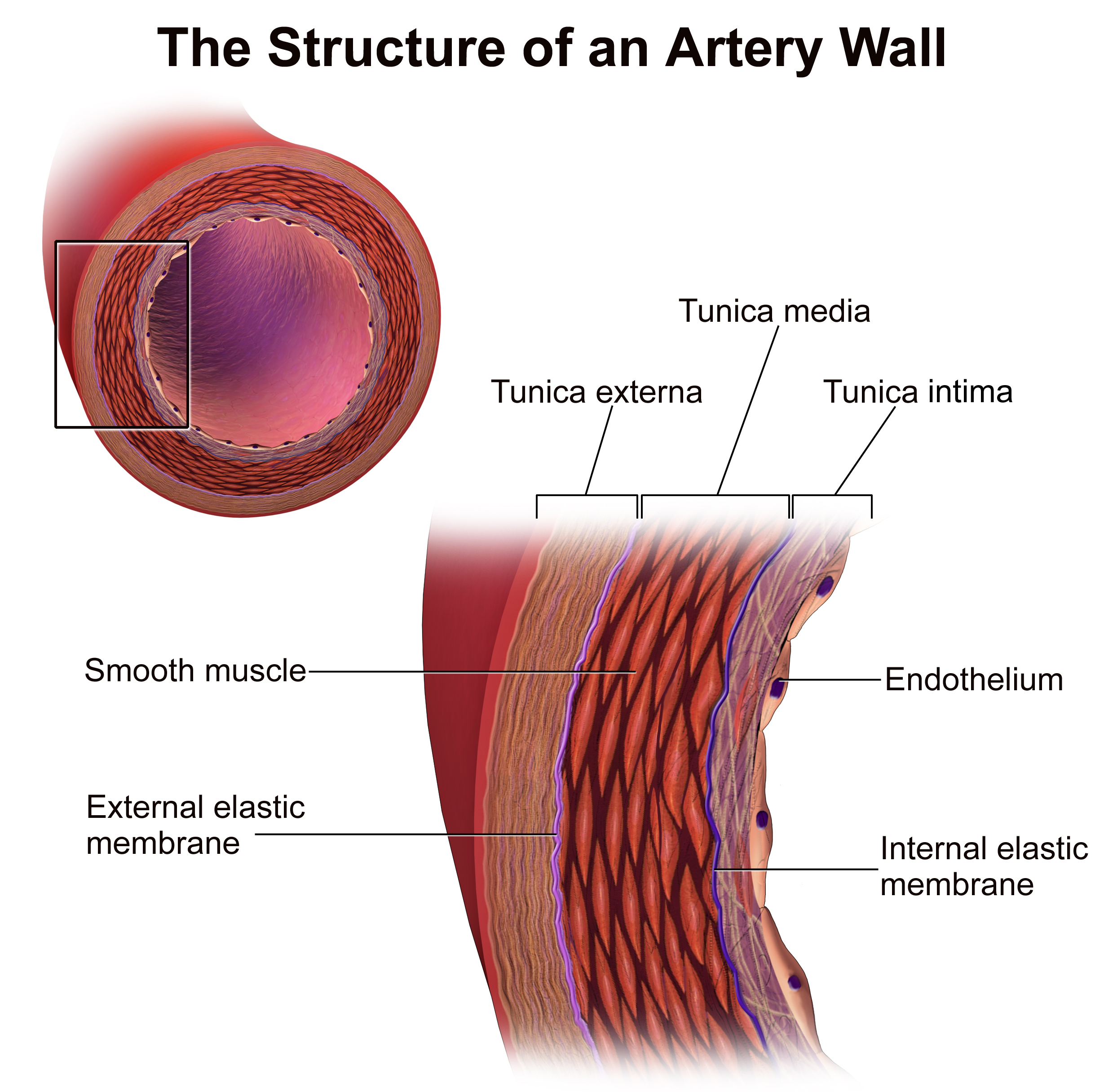 Pared de una arteria