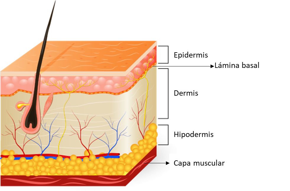 Capas de la piel