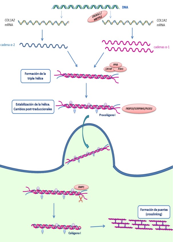 Síntesis de colágeno tipo I