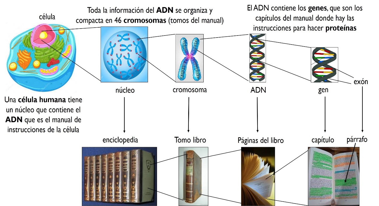 Organización de la información genética