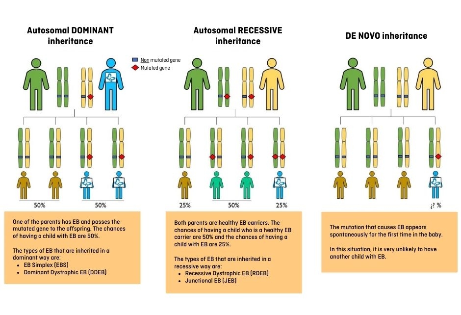 Types of EB inheritance