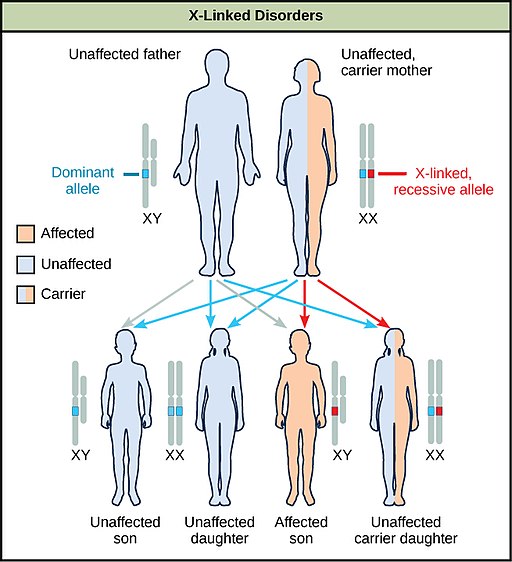 Sex linked inheritance