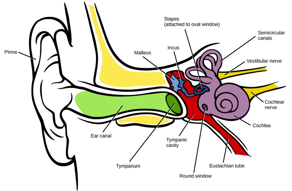ear inner parts