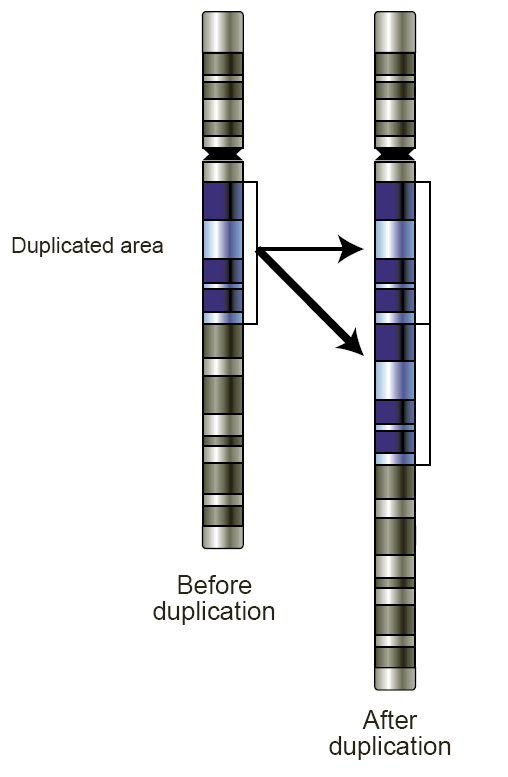gene duplication