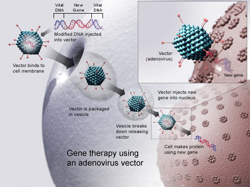 Vector envía gen al núcleo celular en la terapia génica