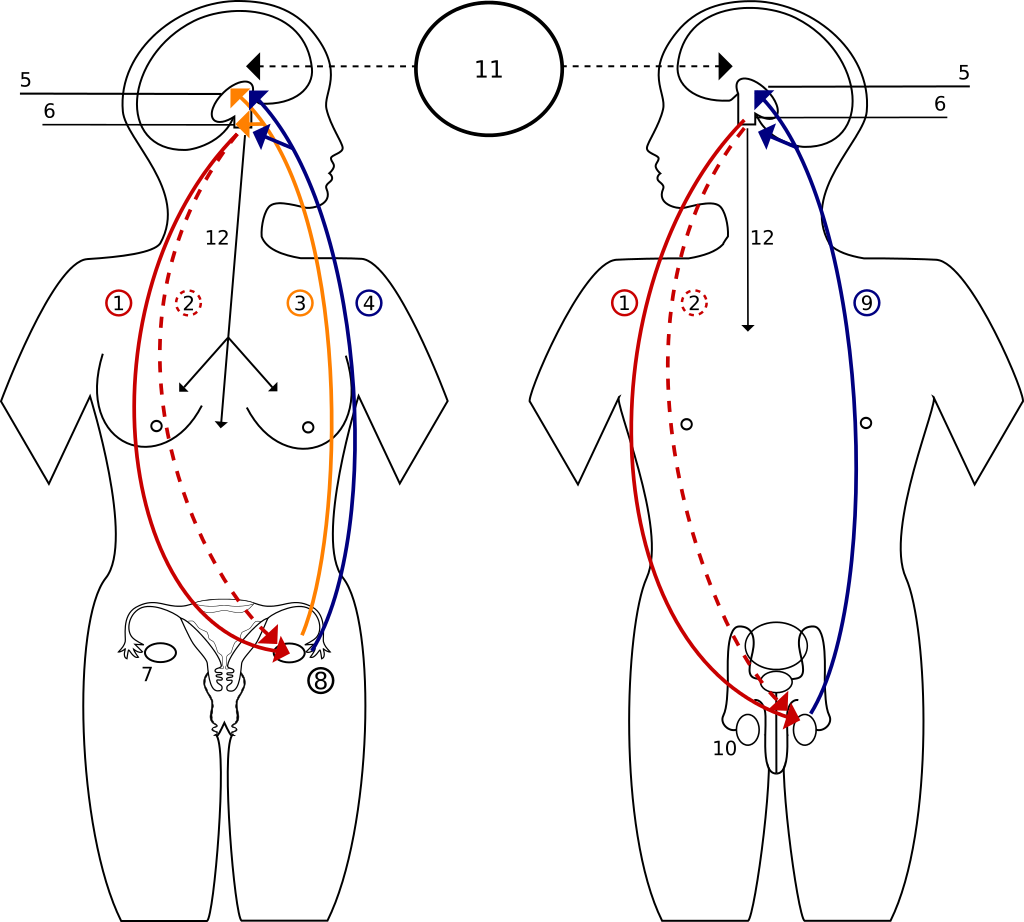 Hormonas pubertad