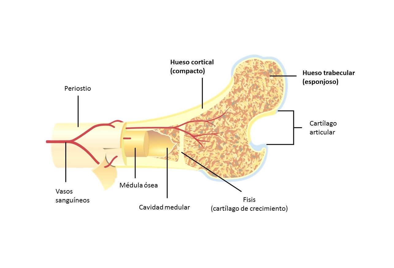 Estructura del hueso