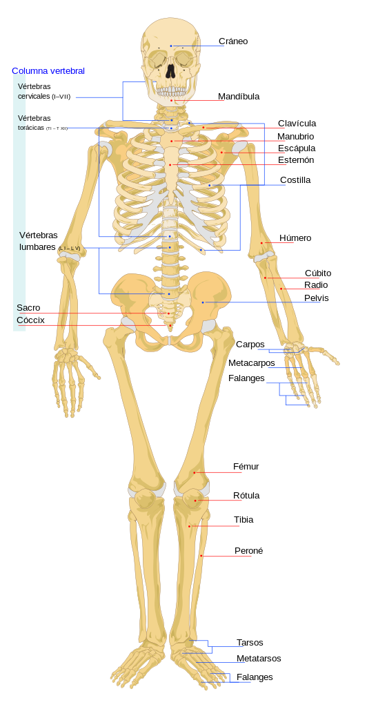 Esqueleto humano