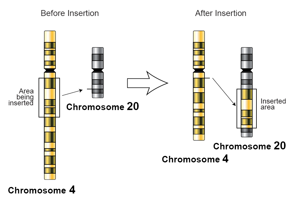 Chromosomal insertion