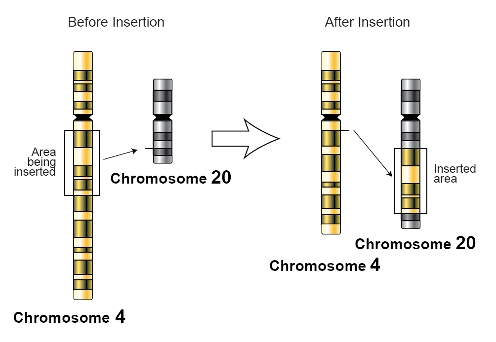 Insertion genetics