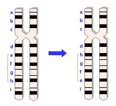 Inversión de un segmento cromosómico