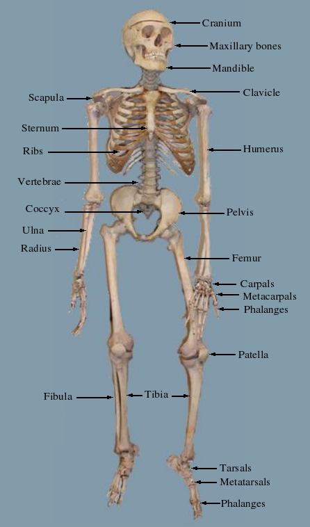 Human skeleton