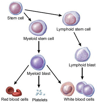 Diagrama que muestra la maduración de las diferentes líneas de células sanguíneas