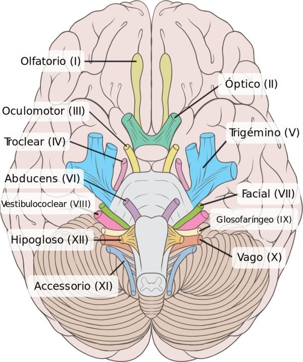 Nervios cerebrales