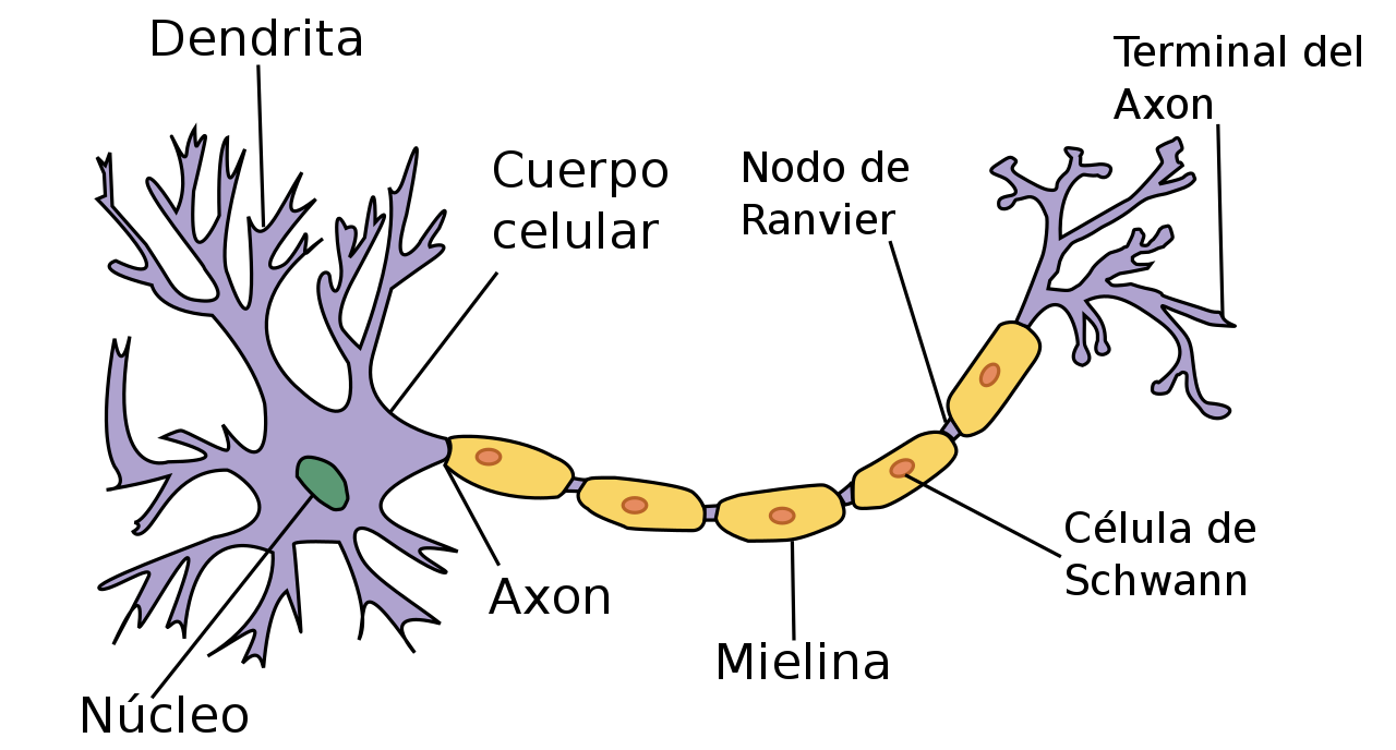 Neurona partes