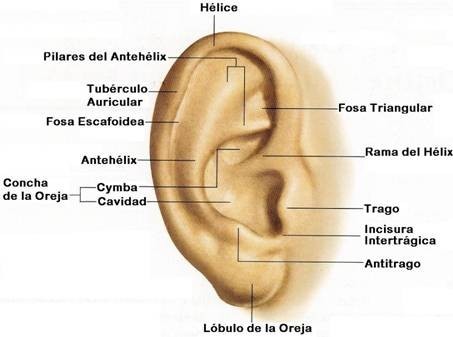 Oído externo