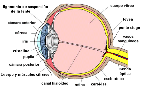 Ojo humano