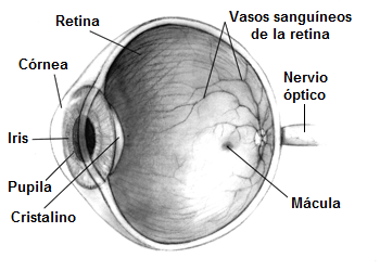 ojo humano