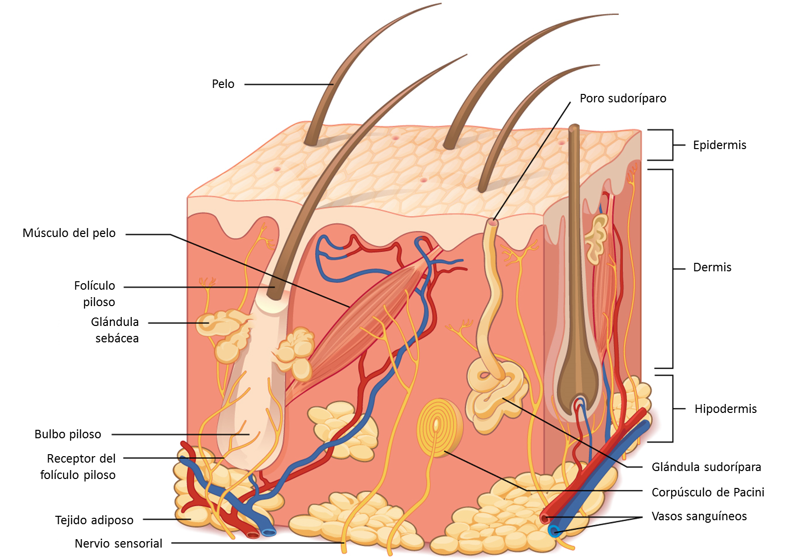 Esquema piel