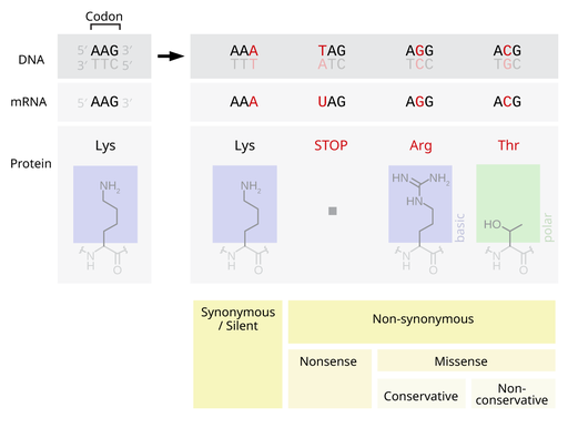 Point mutations