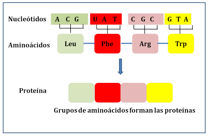 Traducción proteínas