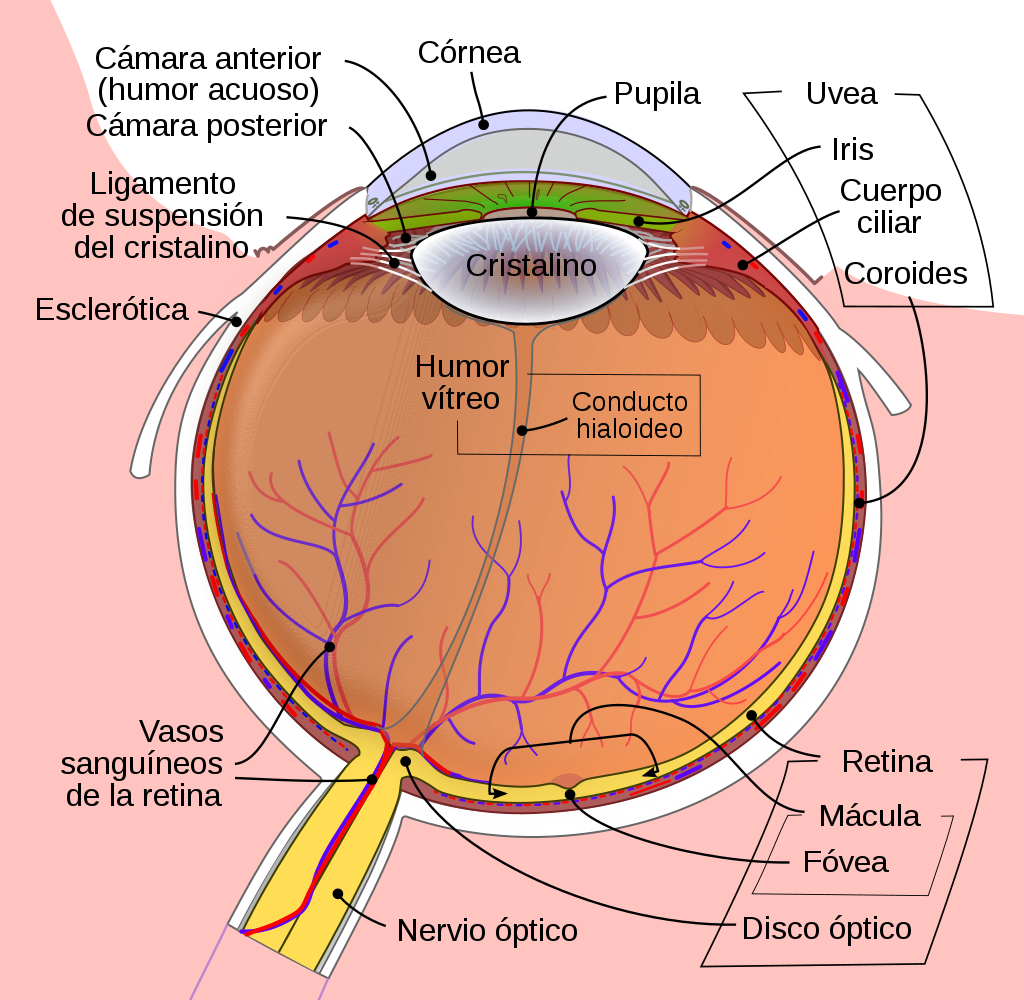 Esquema del ojo humano