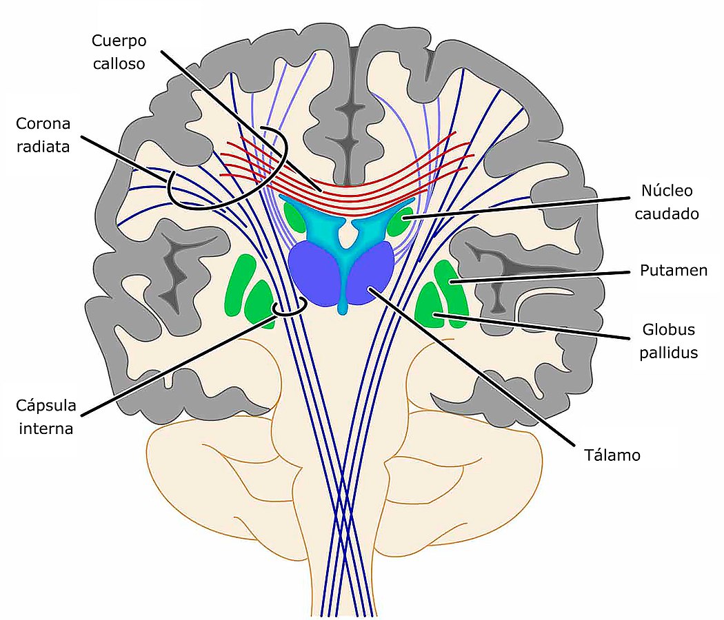 ganglios basales cerebro 