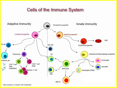 Immune response