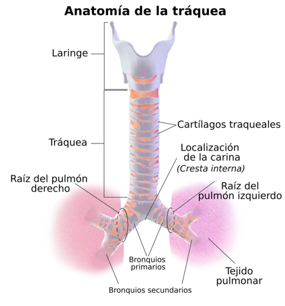 Anatomía de la tráquea