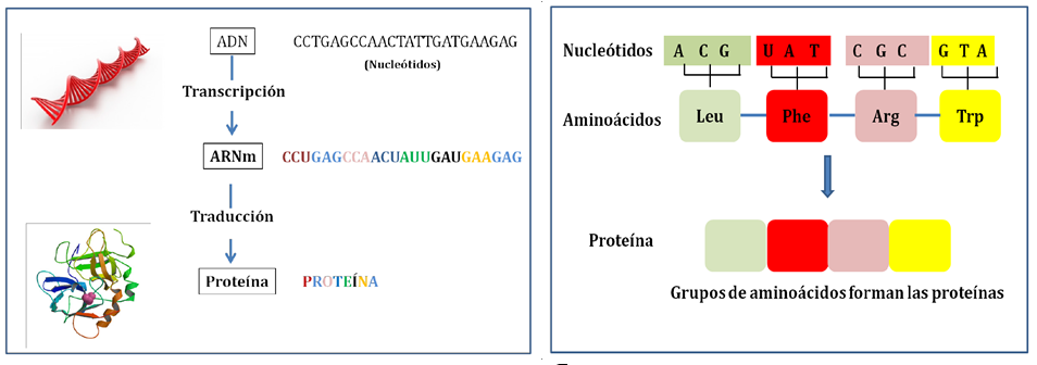 Código genético y traducción
