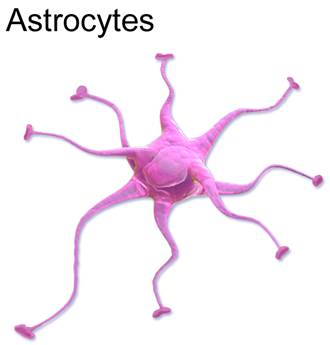 Representative astrocyte. Adapted from Wikimedia