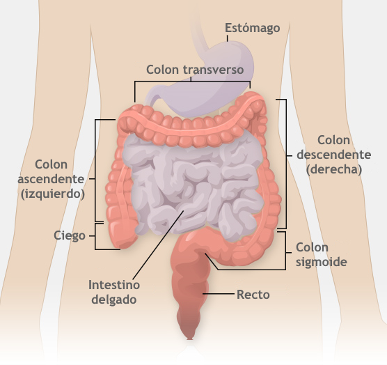 gráfico intestinos