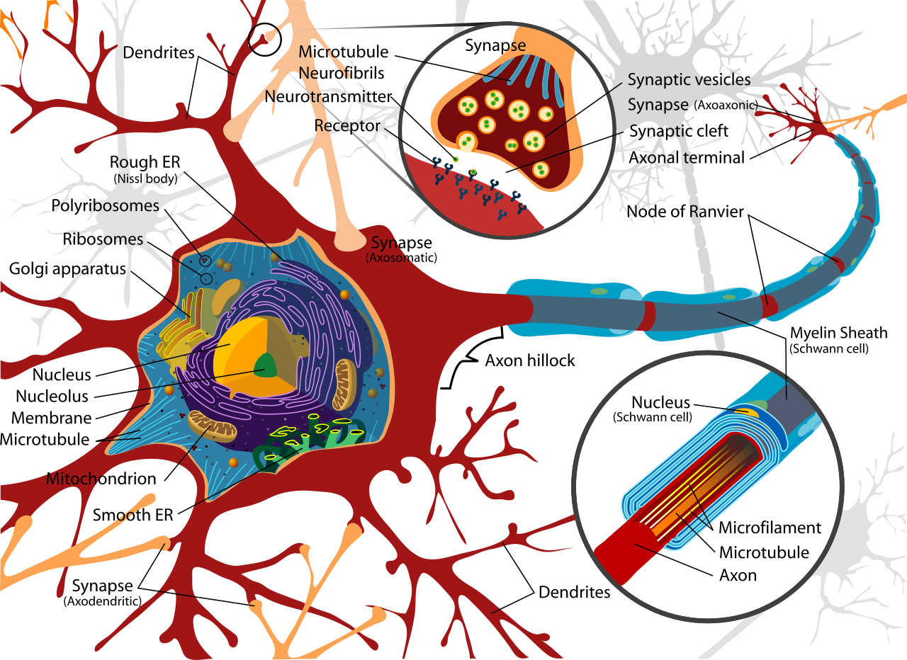 nerve cell diagram
