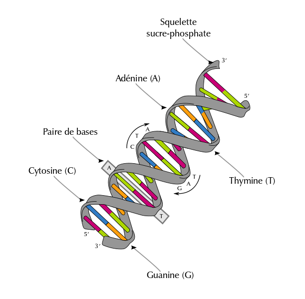 Estructura del DNA