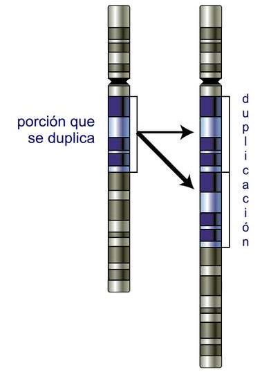 Duplicación