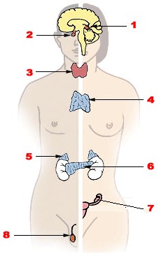 Sistema endocrino