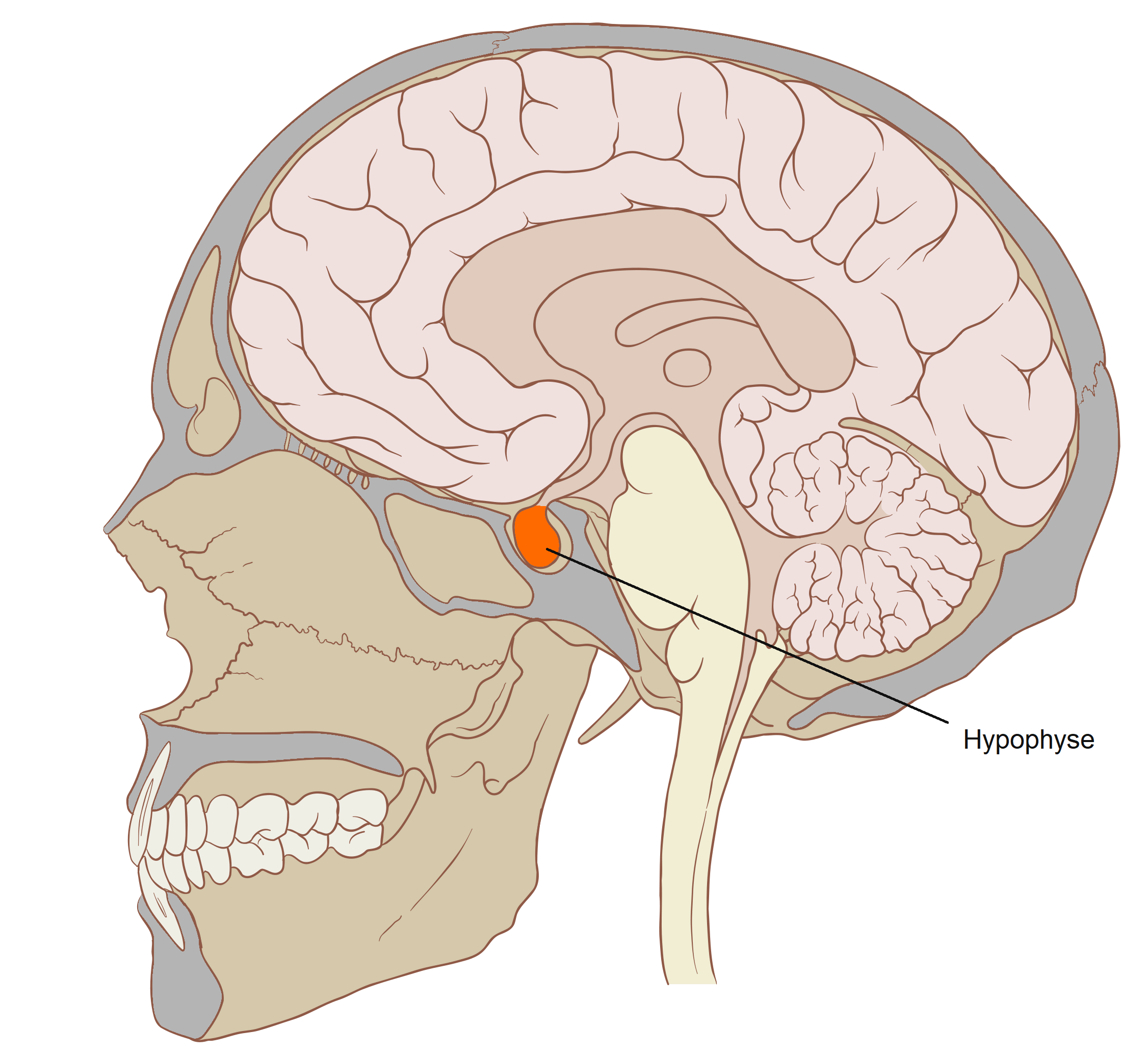 image of hypophyse in brain