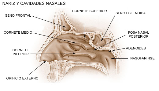 nariz y cavidades nasales