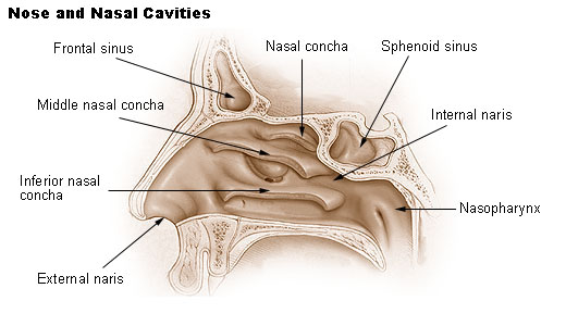nose and nasal cavities map