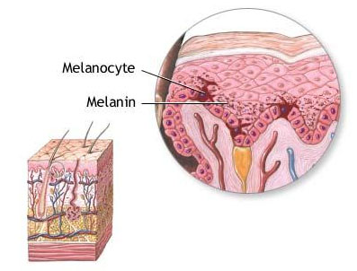 melanocytes