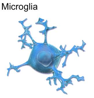 Representative microglia. Adapted from Wikimedia