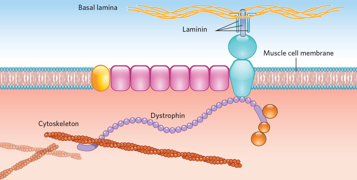 Dystrophin in the muscle