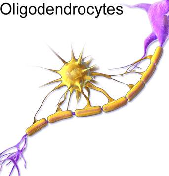 Representative oligodendrocyte. Adapted from Wikimedia
