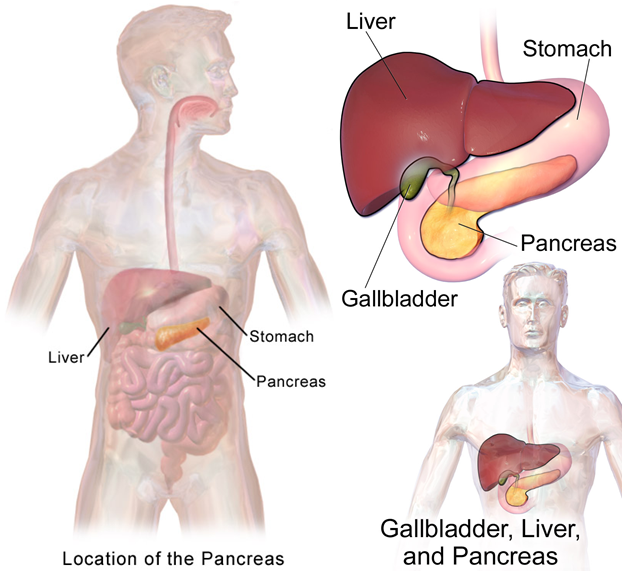 Pancreas scheme