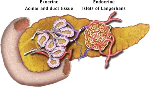 pancreas structures