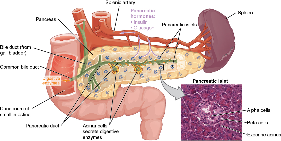 Pancreas cellular structures