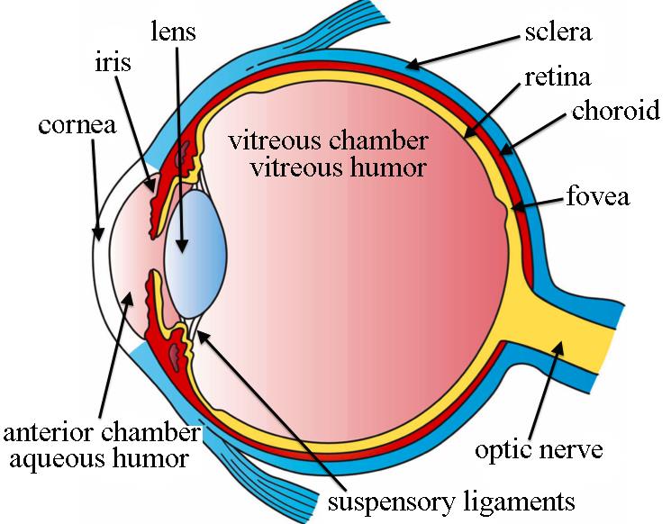 Scheme of the eye anatomy