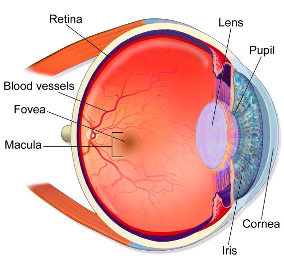 Scheme of retina anatomy