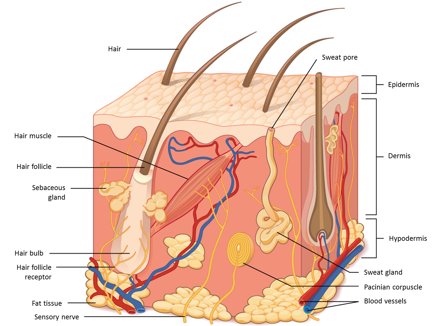 skin layers